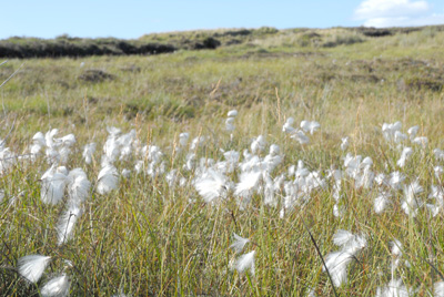 Bog Cotton (Eriophorum angustifolium)