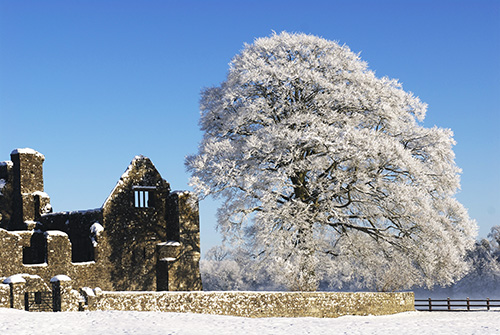 Snow Scene-Bective Abbey